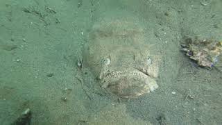 Stargazer Fish Gives Thousand Yard Stare From the Sea Floor [upl. by Ivanah]