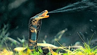 Top 10 Most Venomous Snakes in the World [upl. by Earised]