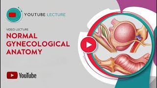 Gynecological Ultrasound Normal Gynecological Anatomy [upl. by Aytac]