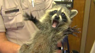 Funniest Raccoons Video Compilation 2021 CUTE RACCOON [upl. by Theodoric438]