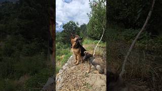 Beat friendship Jerman Shepherd or Gaddi dog dog funny shorts youtubeshorts travel kinnourfun [upl. by Anjela997]