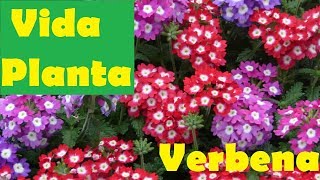 Vida Planta  Verbena [upl. by Chadd]