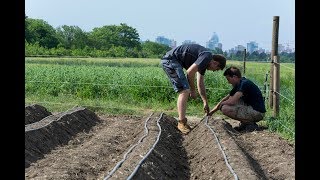 Erdbeeranbau Teil 1 Vorbereitung des Feldes GARTENBAU [upl. by Ravo]