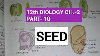 Class 12 biology chapter2 Part10  Seed  Study with farru [upl. by Marion]