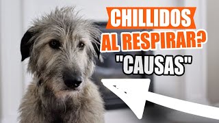 SONIDOS Respiratorios EN PERROS 🐶👨‍⚕️Síntomas Causas y Que Hacer [upl. by Selassie]