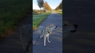 She howls when she hears a siren wolf howling funnydog [upl. by Gabler679]