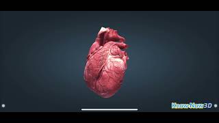 How the Human Heart Works  All About the Heart [upl. by Keeton]