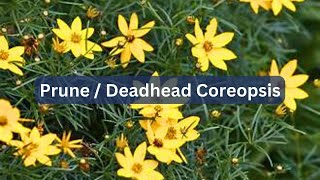 How To Prune or Deadhead Tickseed Coreopsis [upl. by Maury744]