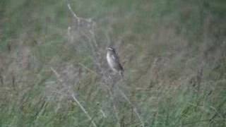 Aquatic Warbler  Acrocephalus paludicola [upl. by Idnod]