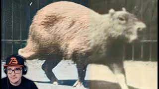 КАПИБАРА ИДЕТ 1887   Eadweard Muybridge photographs a capybara in motion  Реакция на заказ [upl. by Caralie647]