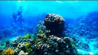 Scuba Diving In Egypt Red Sea Tiran Ras Mohamed Sharm ElSheikh 2022 [upl. by Bullion401]