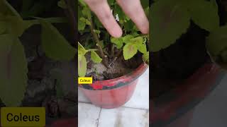 Saving coleus Plant for next season  Coleus winter care [upl. by Ahtiekal530]