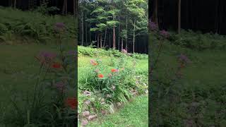 Evening Crickets 🦗with Tiger Day Lilies [upl. by Ahsetan]