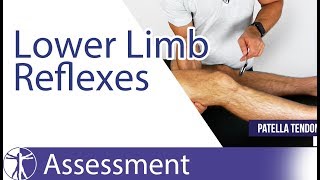 Lower Limb Deep Tendon Reflexes  Peripheral Neurological Examination [upl. by Anitaf446]