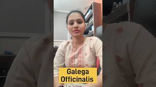 Galega Officinalis homeopathic medicine benefits uses and Side effects in Hindi [upl. by Ahsiekrats]