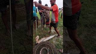 10 Kg Big Boal Fish Catching in Canal shorts [upl. by Zoie]