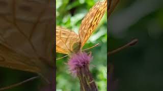 beautiful butterfly kaisermantel Argynnis paphia shorts short nature bugs schmetterling [upl. by Mimajneb536]