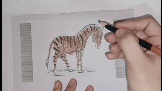 Zebra drawing realistic  How to draw a zebra easy  Zebra drawing🦓🦓 [upl. by Audly]