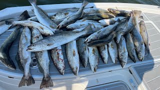 Freeline Croaker for Limits of Big Speckled Trout [upl. by Brindle]