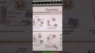 Golgi tendon organ  the muscle stretch sensor inverse stretch reflex shorts [upl. by Chloras]