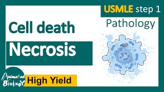 Necrosis and its subtypes  Necrosis  Cell Injury  General Pathology  USMLE step 1 [upl. by Templer]