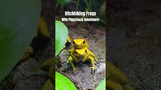 Hitchhiking Frogs Phyllobates Bicolors Wild Piggyback Adventure FrogTastic [upl. by Eenitsed]