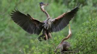 Herons pourpres  Ardea purpurea [upl. by Eeltrebor]