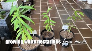 Growing White Nectarine from Seeds [upl. by Yevoc]