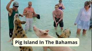 Pig Island In The Bahamas [upl. by Nuawed]