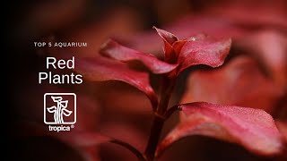 Top 5 Red Aquarium Plants [upl. by Norby]