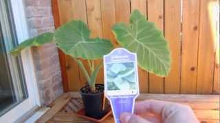 Colocasia Gigantea quotThailand Giantquot [upl. by Troy]