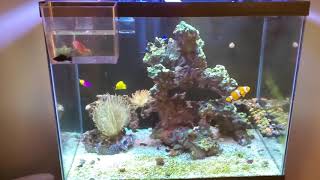 Acclimating Freshwater Mollies to Reef Tank 🆒 [upl. by Brabazon]