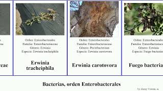 Bacterias orden Enterobacterales typhimurium carotovora cloacae aerogenes Erwinia Pantoea Time [upl. by Tipton]