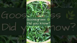 goosegrass [upl. by Still912]