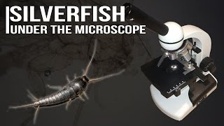 Silverfish under the microscope [upl. by Melvena]