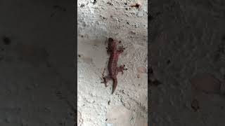 Butiki tropical house gecko hemidactylus mabouia reptile amazing shortviral [upl. by Merrel]