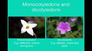 Classification of plants [upl. by Trefor]