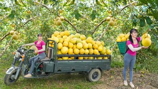 Harvesting a Full 3Wheeled Truck Of Grapefruit Goes To Countryside Market Sell  Free Bushcraft [upl. by Atinauq]