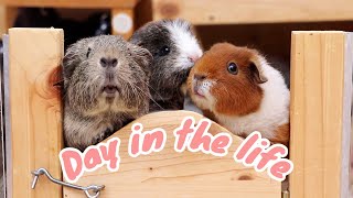 Day in the Life of Five Guinea Pigs 🐹 [upl. by Annirak]