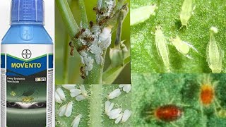 Movento od  movhento  Bayer movento  systemic insecticide [upl. by Hgeilyak]