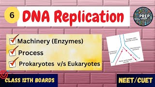 DNA Replication  12th Biology  NEET 20242025 Boards [upl. by Huxham]