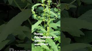 Rumex Pulcheredible n medicine weedplantbeautifulnatureplantsshortsviraltrending [upl. by Ameekahs]