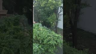 Malaiyin saaralil🥶 heavy rain in Tirunelveli youtubeshorts trending rain [upl. by Lauraine842]