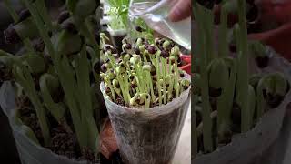 Red bean seeds have sprouted  11 days time lapse shorts [upl. by Aphra]