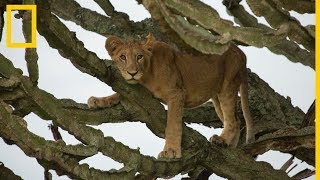 Estos cachorros de león han contraído una enfermedad paralizante  National Geographic en Español [upl. by Reivilo]