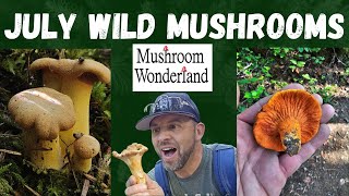 Wild Mushrooms in July 2024 [upl. by Anisirhc531]