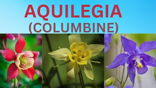 Aquilegia Flower  Columbine  All About Aquilegia  Information About Flowers [upl. by Chew]