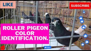 A Birmingham Roller Pigeon Color Identification with Oom Hennie [upl. by Christine]