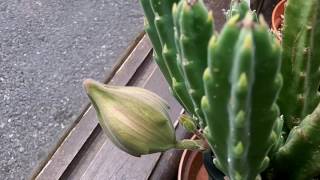 My Stapelia hirsuta Succulent Plant in HUGE bud [upl. by Hurless]