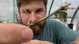 Emergency Propagation Variegated Micans  Cebu Blue Ghost [upl. by Heisser]